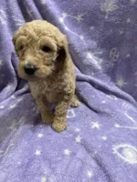 Jimmy, a male Poodle - Standard  for sale in Rogersville, TN – 6 of 10