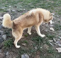 Kuma, a male Siberian Husky for sale in Rogersville, TN – 4 of 6