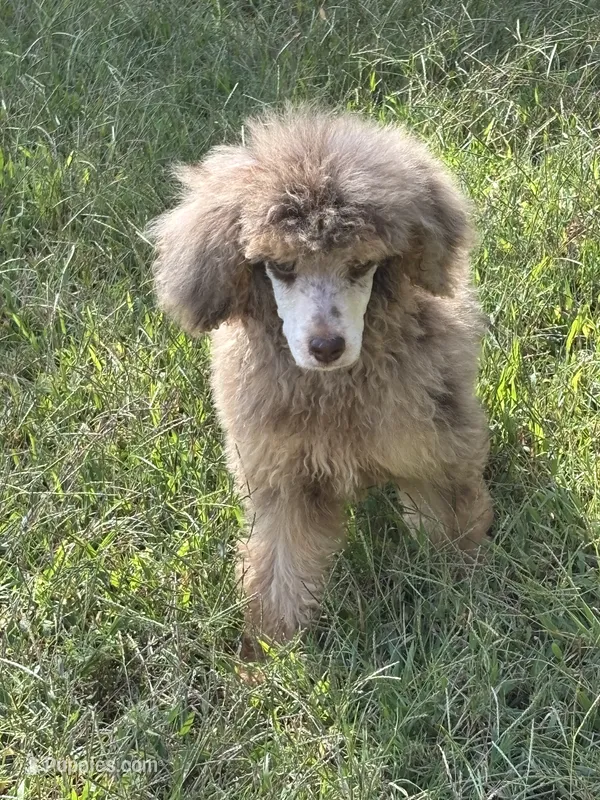 Johnny Castle – Poodle - Standard  puppy for sale in Rogersville, TN