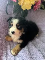 Tequila, a male Miniature Australian Shepherd for sale in Rogersville, TN – 2 of 9