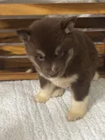 Fiona, a female Siberian Husky for sale in Rogersville, TN – 2 of 8