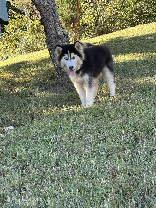 Denali – Siberian Husky puppy for sale in Rogersville, TN