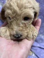 Jimmy, a male Poodle - Standard  for sale in Rogersville, TN – 8 of 10
