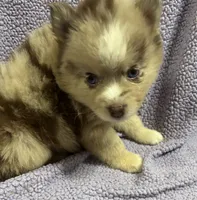 Cosmo, a male Pomsky for sale in Rogersville, TN – 7 of 8