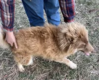 Andromeda, a female Siberian Husky for sale in Rogersville, TN – 4 of 5