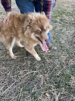 Andromeda, a female Siberian Husky for sale in Rogersville, TN – 5 of 5