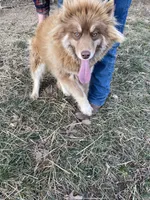 Andromeda, a female Siberian Husky for sale in Rogersville, TN – 1 of 5