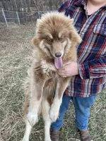 Andromeda, a female Siberian Husky for sale in Rogersville, TN – 3 of 5