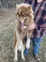 Andromeda, a female Siberian Husky for sale in Rogersville, TN – 2 of 5