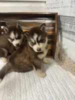 Prince Charming, a male Siberian Husky for sale in Rogersville, TN – 6 of 6