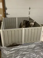 Rain, a female Siberian Husky for sale in Rogersville, TN – 3 of 3