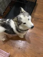 Sophie, a female Siberian Husky for sale in Rogersville, TN – 3 of 8