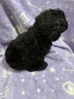 Gillian, a female Poodle - Standard  for sale in Rogersville, TN – 8 of 9