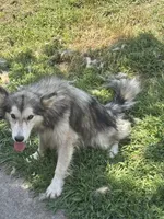 Nala, a female Alaskan Malamute for sale in Rogersville, TN – 4 of 10