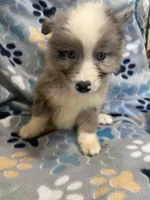 Meeka, a female Miniature Australian Shepherd and Pomsky for sale in Rogersville, TN – 3 of 5