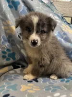 Meeka, a female Miniature Australian Shepherd and Pomsky for sale in Rogersville, TN – 4 of 5