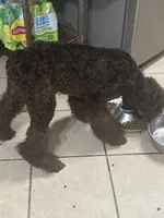 Diva, a female Poodle - Standard  for sale in Rogersville, TN – 7 of 7