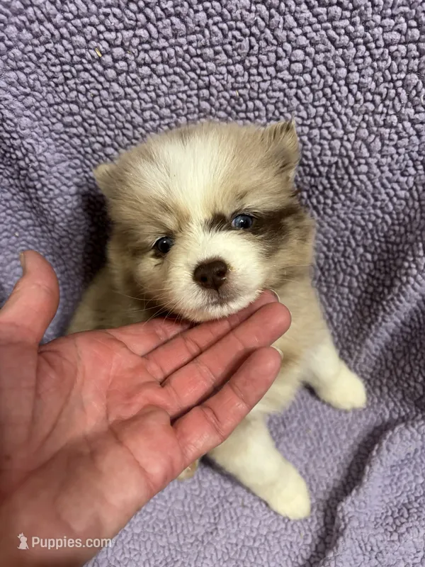Cookie – Pomsky puppy for sale in Rogersville, TN