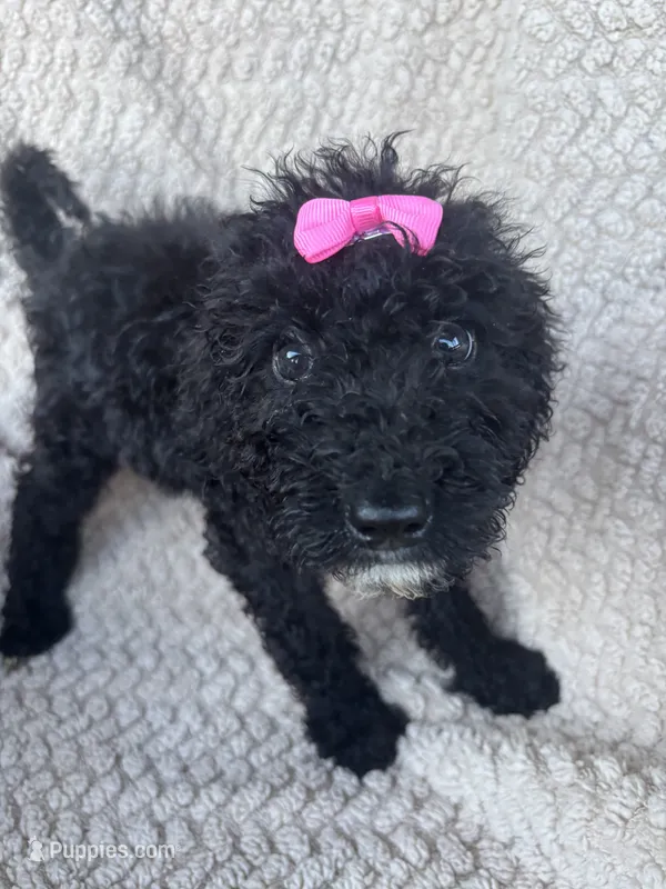 Maisie – Bernedoodle puppy for sale in Rogersville, TN