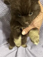 Cocoa, a male Pomsky for sale in Rogersville, TN – 6 of 7