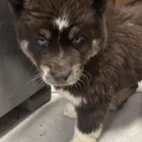 Mira, a female Siberian Husky for sale in Rogersville, TN – Photo 2 of 4