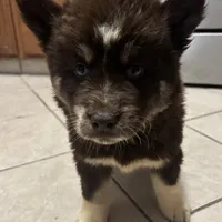 Mira, a female Siberian Husky for sale in Rogersville, TN – Photo 4 of 4