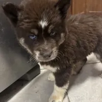 Mira, a female Siberian Husky for sale in Rogersville, TN – Photo 1 of 4