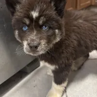 Mira, a female Siberian Husky for sale in Rogersville, TN – Photo 3 of 4