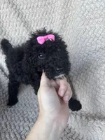 Maisie, a female Bernedoodle for sale in Rogersville, TN – 6 of 7