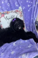 Maisie, a female Bernedoodle for sale in Rogersville, TN – 2 of 7