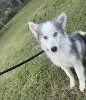 Nova , a male Miniature Australian Shepherd and Pomsky for sale in Rogersville, TN – 6 of 10