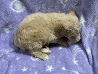 Sally, a female Poodle - Standard  for sale in Rogersville, TN – 8 of 10