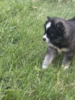 Pepper, a male Siberian Husky for sale in Rogersville, TN – Photo 5 of 6