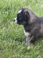 Pepper, a male Siberian Husky for sale in Rogersville, TN – Photo 3 of 6