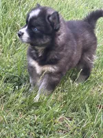 Pepper, a male Siberian Husky for sale in Rogersville, TN – Photo 2 of 6