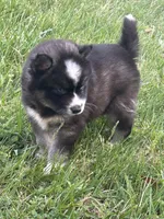 Pepper, a male Siberian Husky for sale in Rogersville, TN – Photo 4 of 6