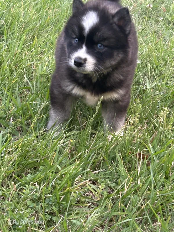 Pepper – Siberian Husky puppy for sale in Rogersville, TN