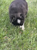 Pepper, a male Siberian Husky for sale in Rogersville, TN – Photo 6 of 6