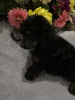 Dior, a male Poodle - Standard  for sale in Rogersville, TN – 5 of 6