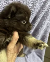 Cocoa, a male Pomsky for sale in Rogersville, TN – 2 of 7