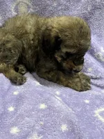 Michael, a male Poodle - Standard  for sale in Rogersville, TN – 8 of 10