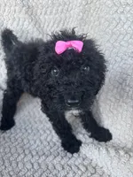 Maisie, a female Bernedoodle for sale in Rogersville, TN – 5 of 7
