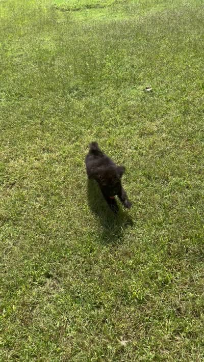 Maisie, a female Bernedoodle for sale in Rogersville, TN – 7 of 7