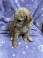 Sally, a female Poodle - Standard  for sale in Rogersville, TN – 3 of 10