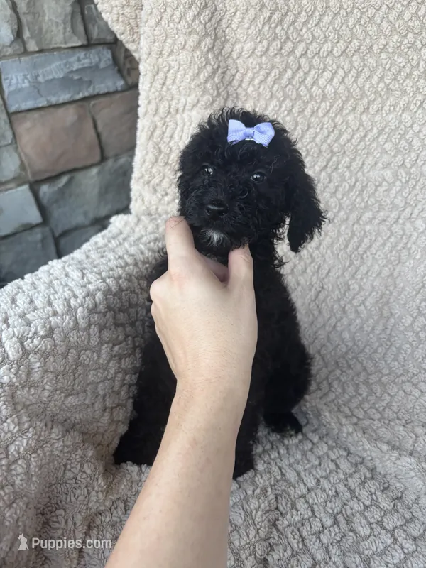 Millie – Bernedoodle puppy for sale in Rogersville, TN