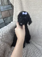 Millie, a female Bernedoodle for sale in Rogersville, TN – 1 of 5