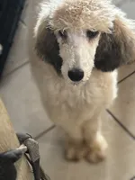 Sabrina, a female Poodle - Standard  for sale in Rogersville, TN – 2 of 8