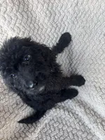 Midnight , a male Bernedoodle for sale in Rogersville, TN – 3 of 5