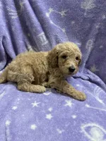 Jimmy, a male Poodle - Standard  for sale in Rogersville, TN – 9 of 10