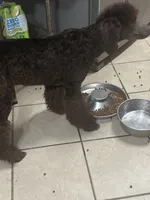 Diva, a female Poodle - Standard  for sale in Rogersville, TN – 5 of 7
